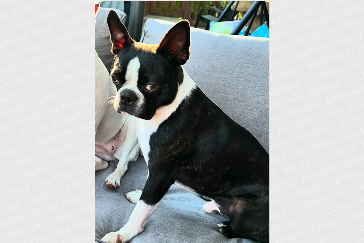 Susan Ross said her dog Riggs is still missing and a $5,000 reward for his safe return has been posted