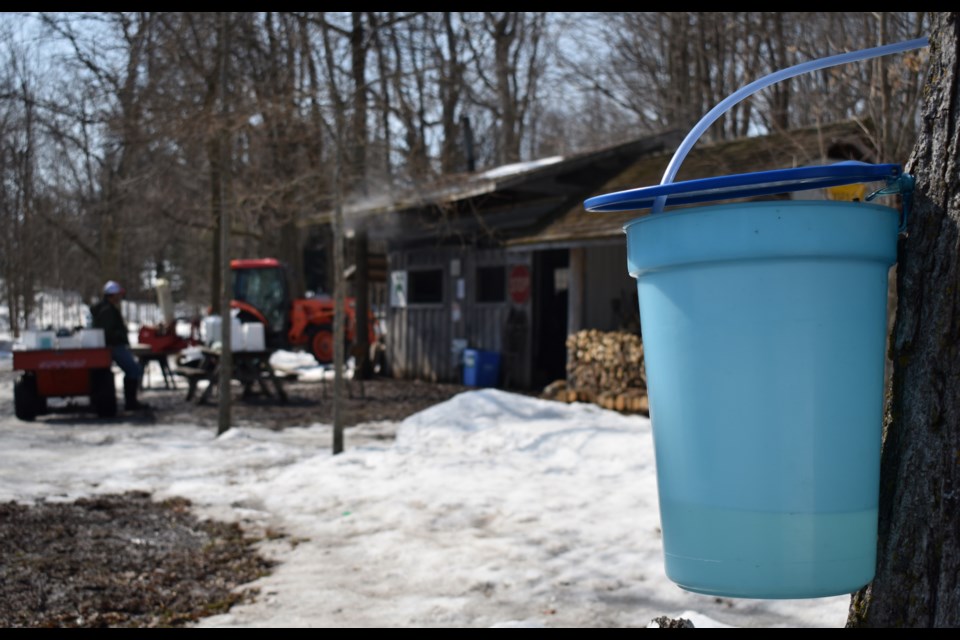 It's prime time for maple syrup as the nights are cold and the days sunny. On the edge of Wellington County in Hillsburgh, Elliott Tree Farm is deep in the woods collecting and cooking sap to make maple syrup this season.