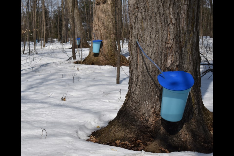 Scattered around Elliott Tree Farm are blue buckets collecting sap. The colour of the buckets and hoses are intended to keep out UV rays, which the Elliotts say isn't great for the sap. File photo. 