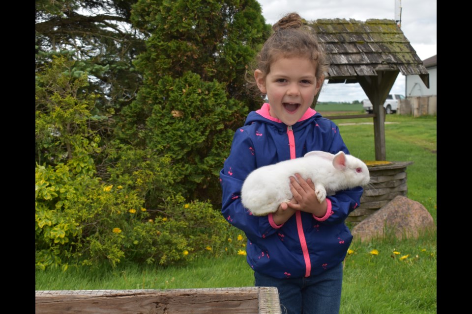 Lacey Weiler, 3, was overjoyed by getting to hold one of the Kabbespatch farm's pet bunnies. The farm used to sell rabbit meat in the past but have moved on from it. 