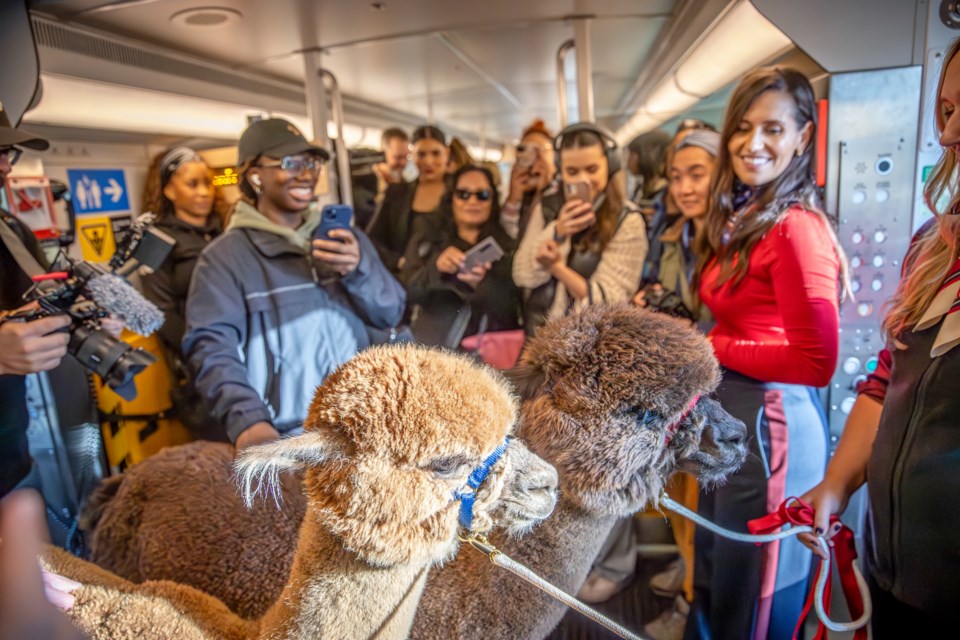 BEYOND LOCAL Alpacas travel in style to the Royal Winter Fair (video