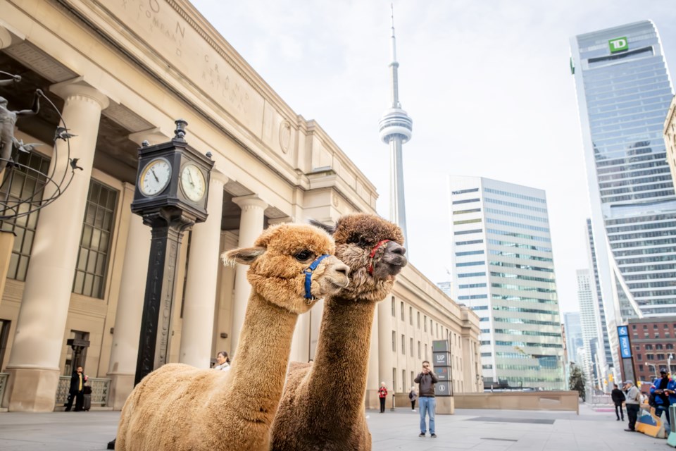 BEYOND LOCAL Alpacas travel in style to the Royal Winter Fair (video