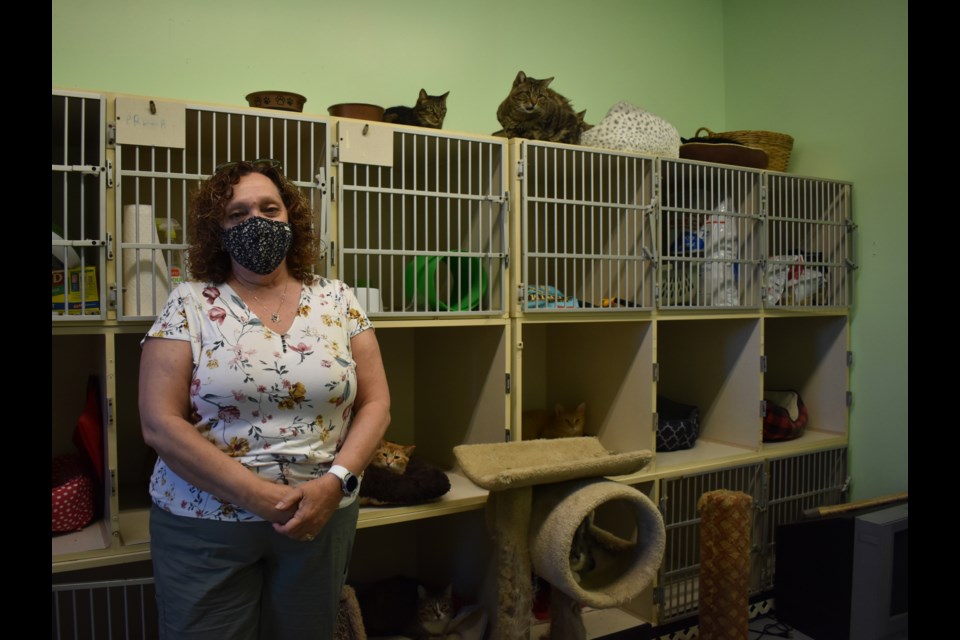 Lisa Pietras shows one of their many walls of cats in a room with felines who were a little less friendly than others. 