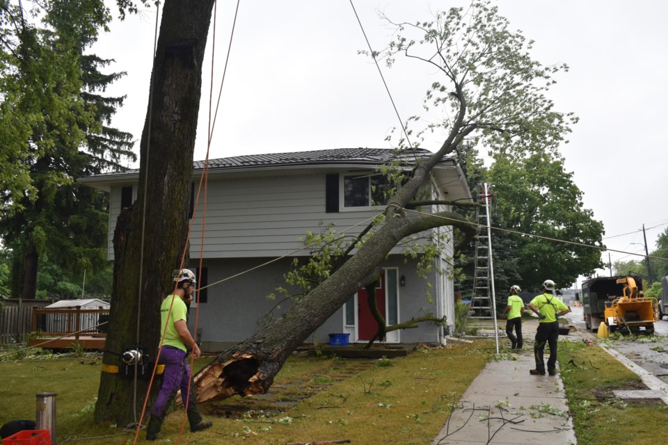 This tree fell on a house at High Street and York Street.