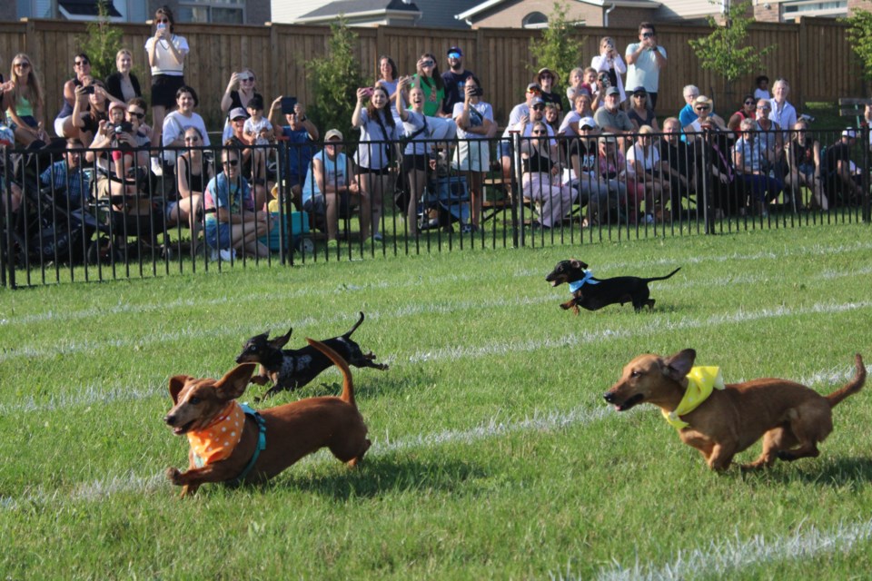 Rockwood Party in the Park 2023 edition brought back the weiner dog races to Rockmosa Park for a second year. This final race was neck and neck to declare a winner.