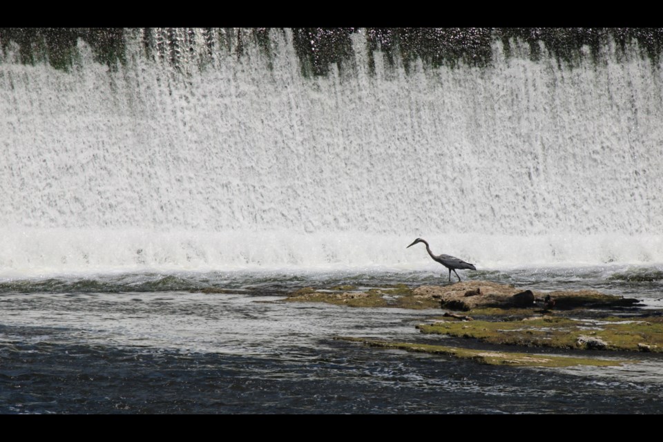 A great blue heron takes a look in the Grand River near Elora.  