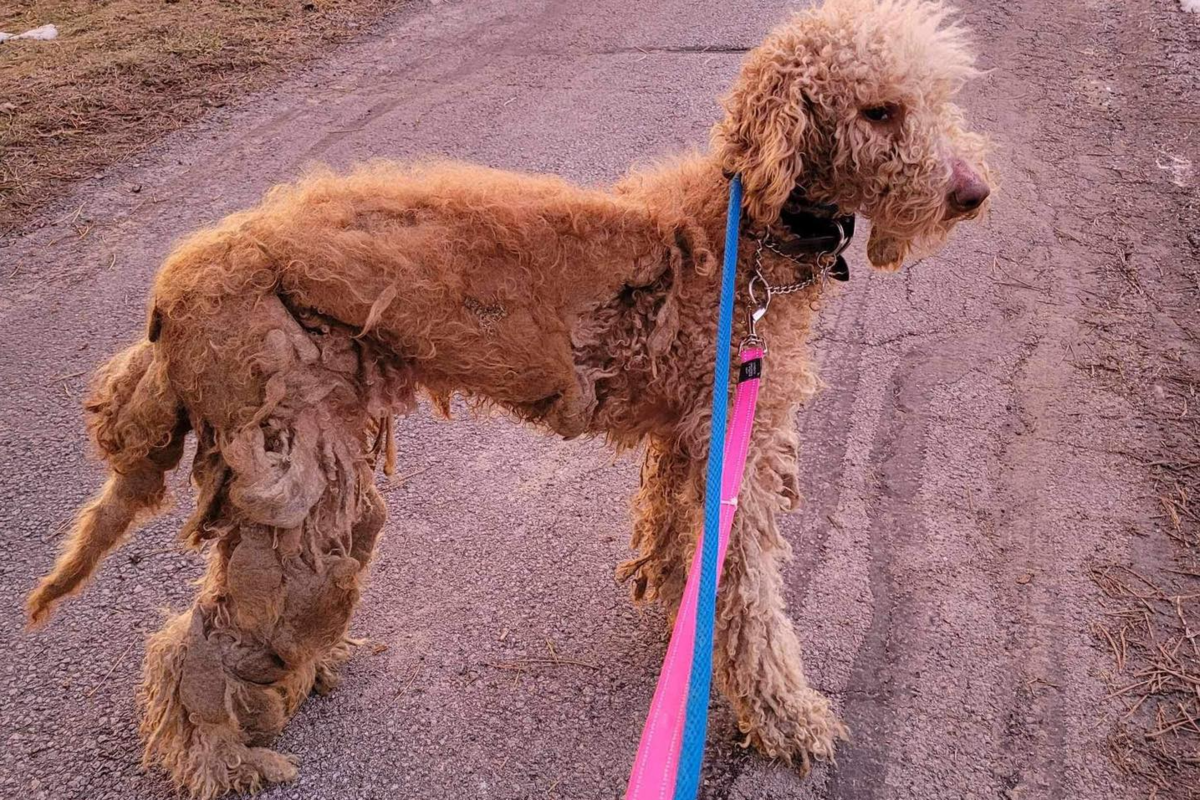 Found in ‘horrible condition,’ Spudley the dog’s story has a happy ending