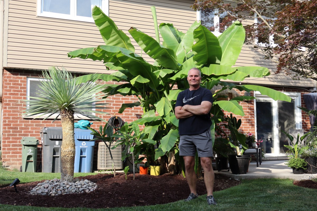 Homegrown bananas in Pelham? Global warming is making it thinkable