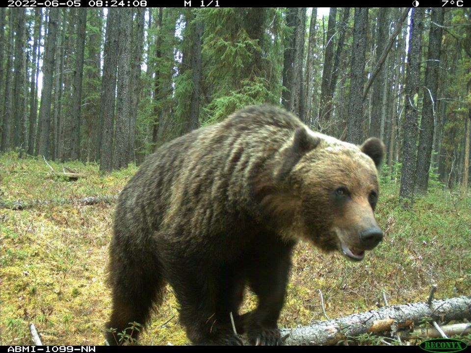 0802-alberta-wildlife-cameras-sh-1099-nw_2022-06-05-gregory-caswell-web-photo