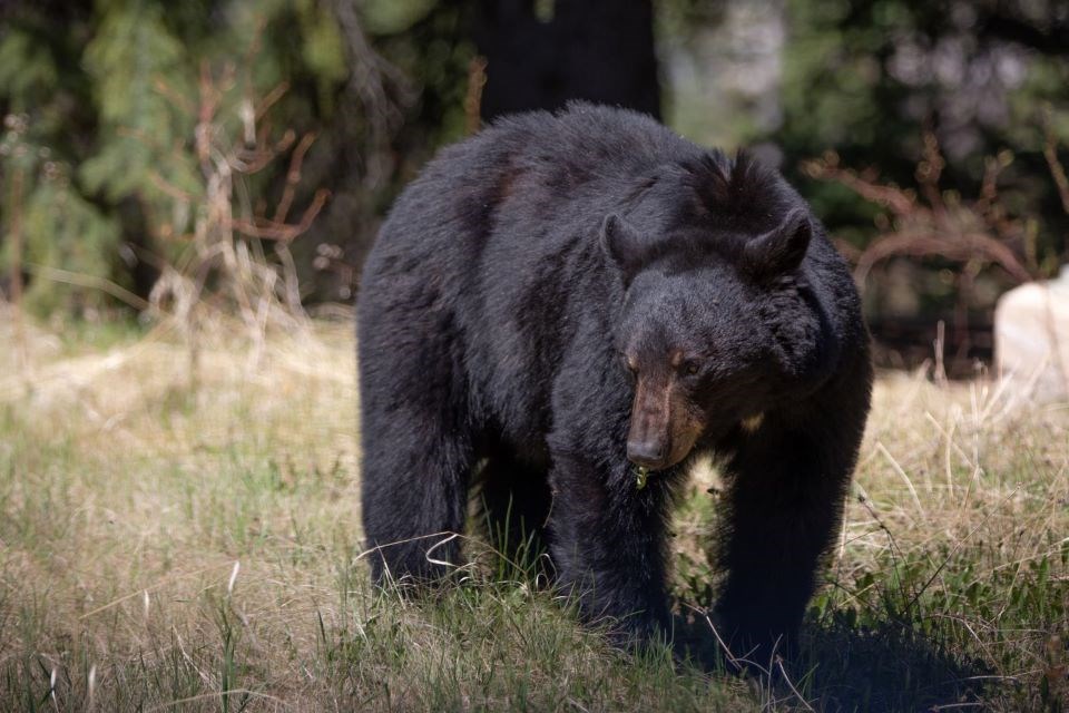 1104-first-bear-sighting-sh-jaspernp-icefields-parkway-ps-2021-bear-at-kerkeslin-campground-credit-parks-canada-bronwen-campbell-5-web-photo