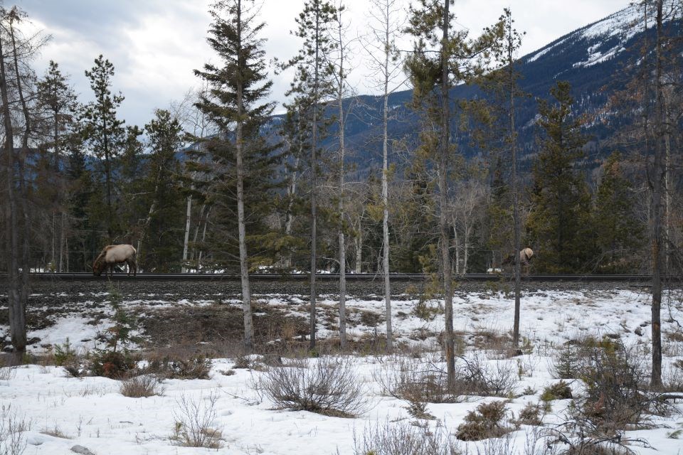 These elk were recently observed apparently eating off the tracks at the west end of Jasper.