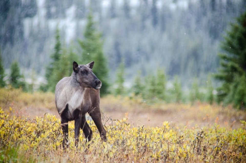 1804-caribou-recovery-update-sh-young-caribou2_laylaneufeld54-web-photo