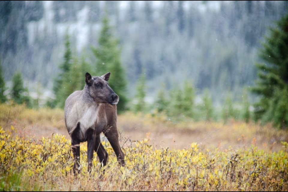 Parks Canada provided an update on caribou recovery.