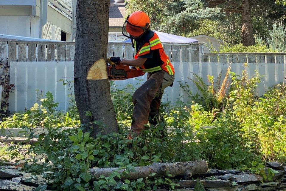 2103-tree-replacement-program-sh-fruit-tree-removal_hwc-03_2021_jmccormick-web-photo