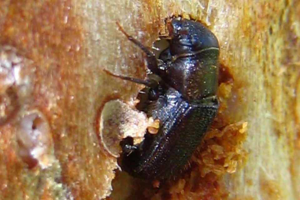 2501-mountain-pine-beetle-web-photo-sh
