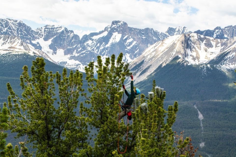 2501-whitebark-pine-update-sh-nic-lai-caging-whitebark-pine-cones-website