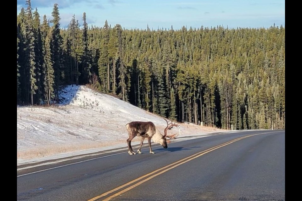 A caribou crosses Highway 40.