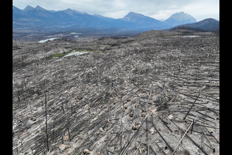 Fire-generated winds blew over these trees in Jasper National Park.
