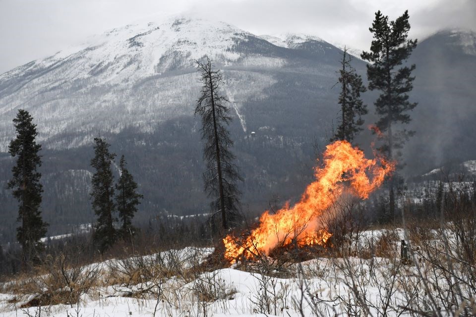 Parks Canada burns dead trees removed last year on Pyramid Bench west of the Jasper townsite on Wednesday, Dec. 18, 2024.