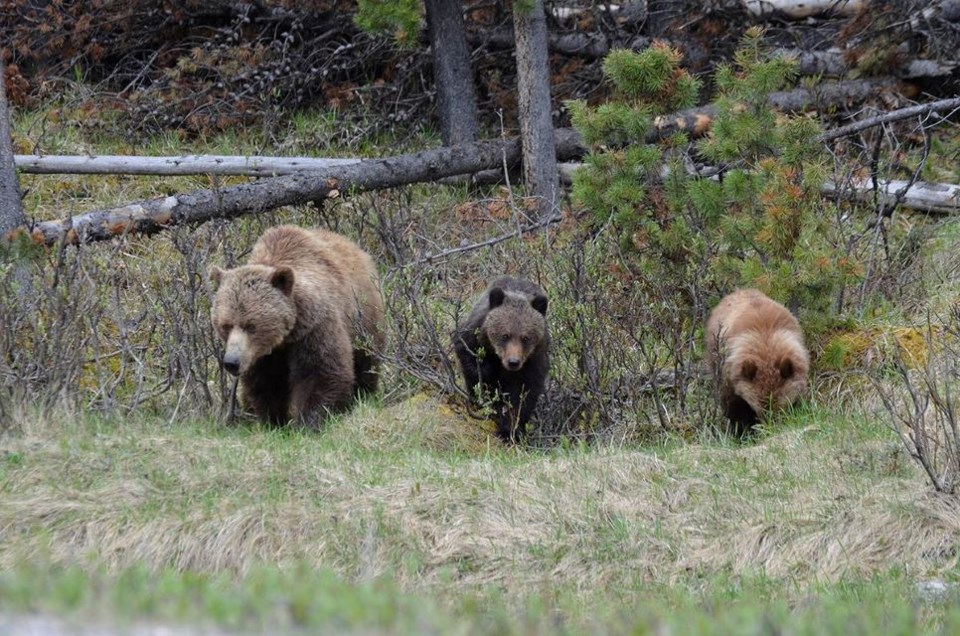 grizzlies-co-jnp-web-photo
