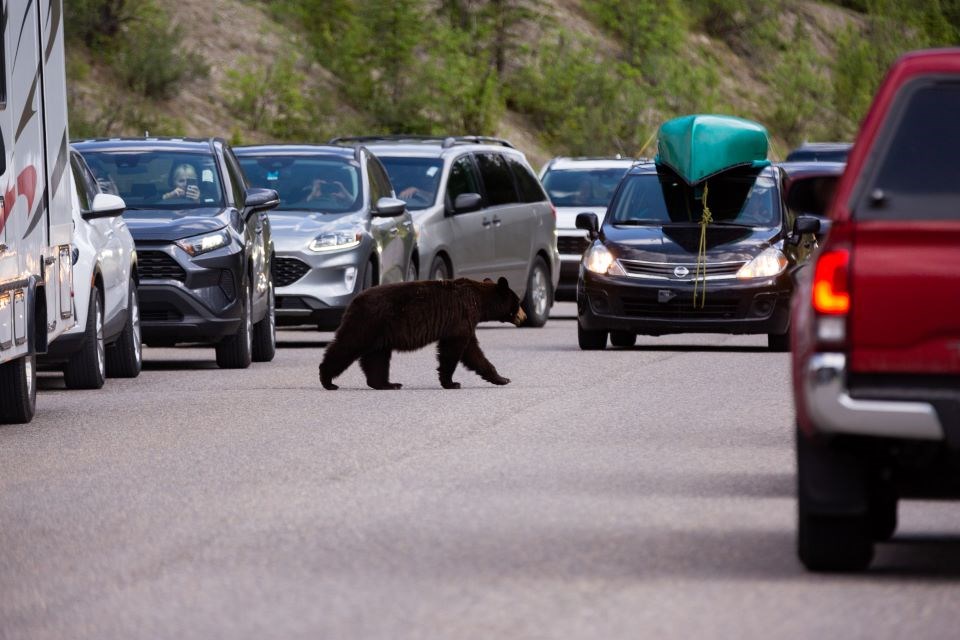 jaspernp-2023-bear-jam-black-bear-crossing-road-maligne-road-credit-parks-canada-luuk-wijk-075a5308-web-photo