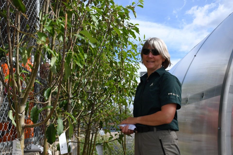 Tracy McKay, ecologist team leader for Jasper National Park Wildlife Management, stands with replacement trees waiting to be planted behind the Parks Canada compound in Jasper, Alta. on Wednesday, July 9, 2025.