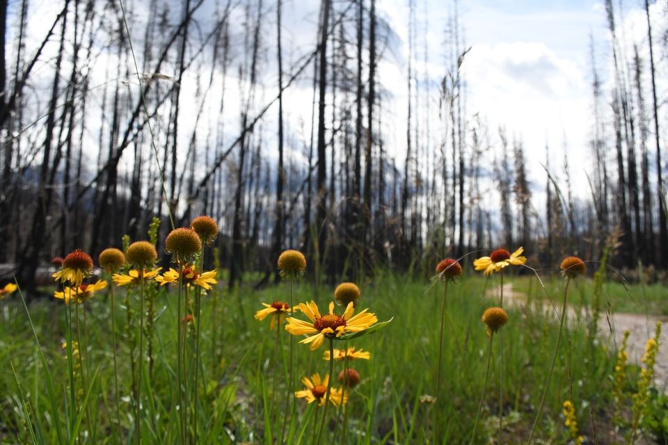 wildfire-recovery-7-9-25-web-photo