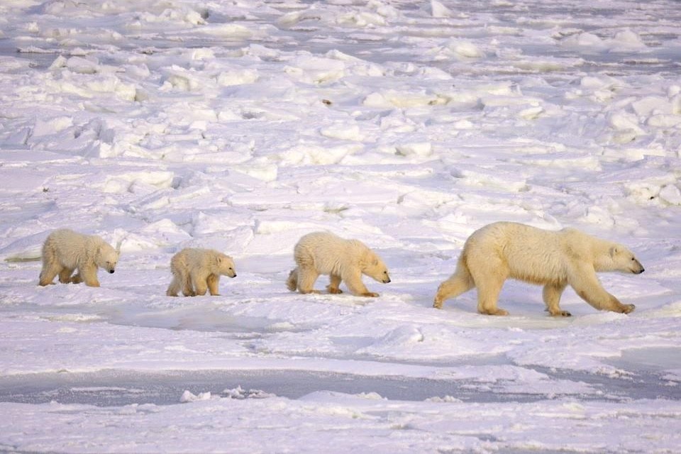 polar-bear