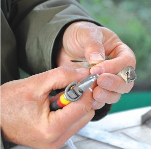 A band is placed on a bird during the July 5 bird banding session near Pyramid beach. Sarah Makowsky photo