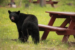 Parks Canada photo