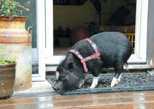 PigSmall