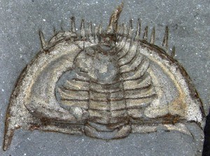 Mummaspis muralensis(web)