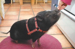 Pig1(web)