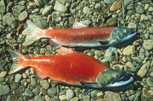 Sockeye_David Menke photo