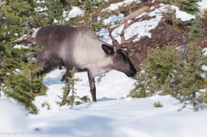 caribou