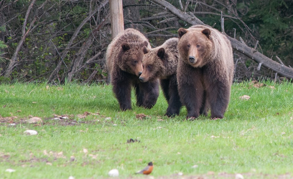 Grizzly_M. Bradley photo