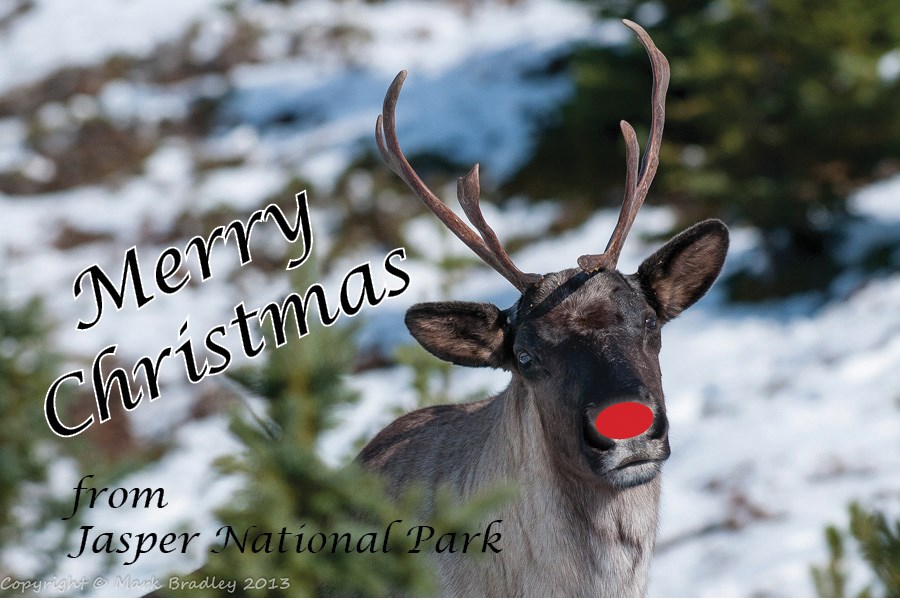 Xmas caribou - for Dec.19
