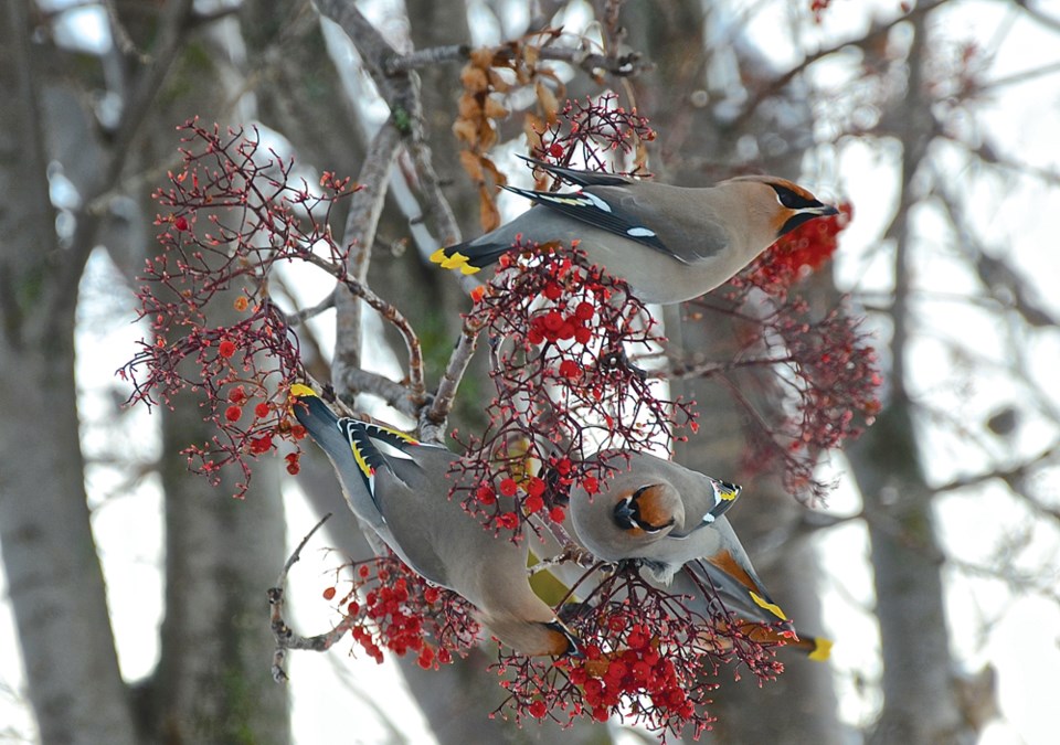 N. Veerman photo