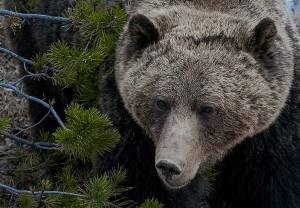Grizzly M. Bradley photo