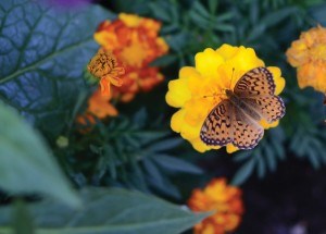 CiB_butterfly N. Veerman
