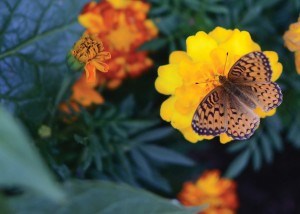 CiB_butterfly N. Veerman