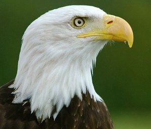 512px-Bald_Eagle_-_"Helga"_-_Haliaeetus_leucocephalus2