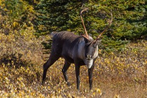 Parks Canada/R. Gruys photo.