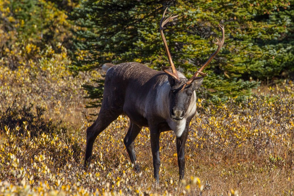 Male Caribou 2