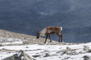 M. Bradley-Parks Canada photo