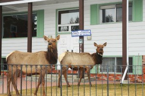The elk are seen eating grass along Connaught Drive, in Jasper. | N. Veerman photo. 