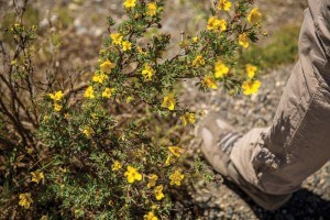 Yellow Flowers