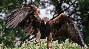 T. Hisgett photo