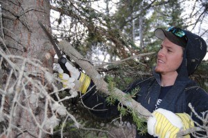 Eight people rolled up their sleeves Tuesday night to help the Jasper Trail Alliance clear deadfall and improve sightlines along trails. P Clarke - photo. 