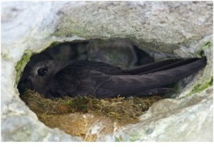 Amar Athwal photo of Black Swift